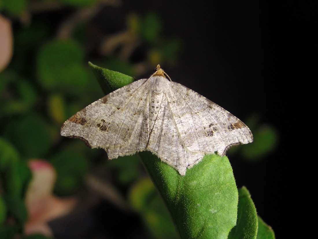 Macaria alternata